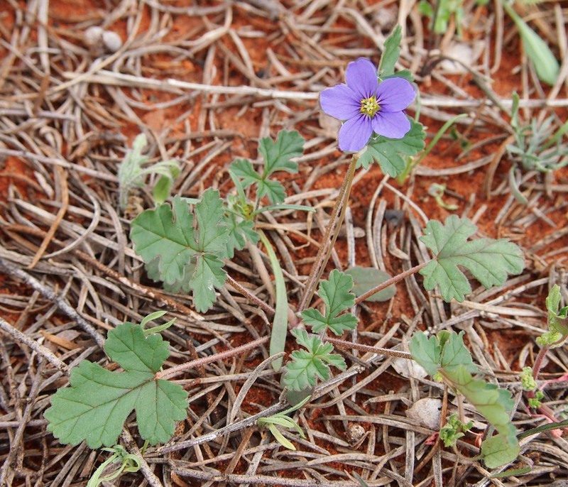 Australian Stork's Bill photo 2