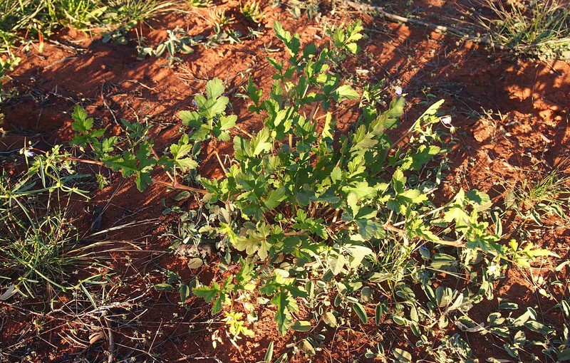 Australian Stork's Bill photo 3