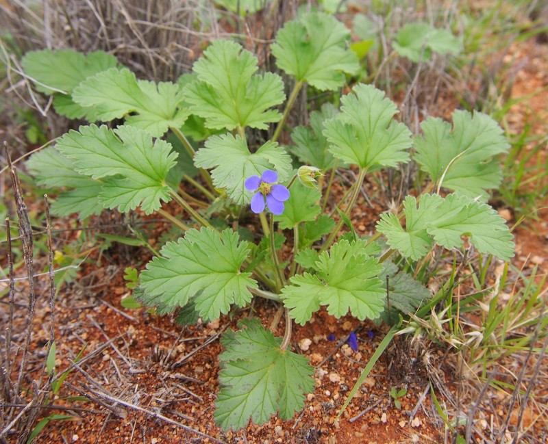 Australian Stork's Bill