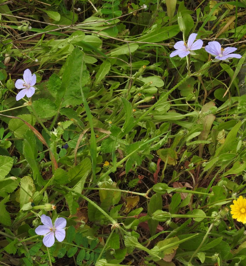 Iranian Stork's Bill photo 4