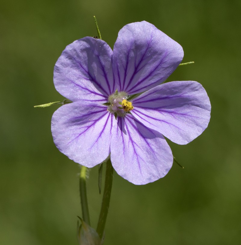 Iranian Stork's Bill photo 2