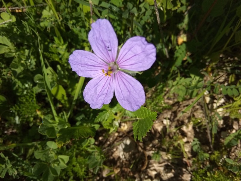 Iranian Stork's Bill photo 3