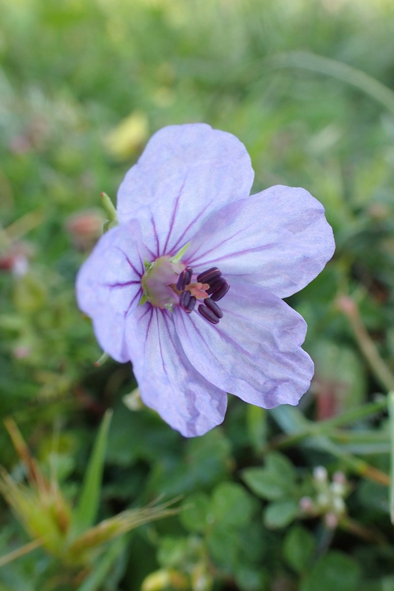 Iranian Stork's Bill photo 5