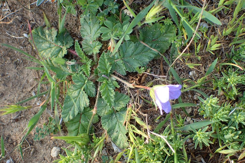 Iranian Stork's Bill photo 6