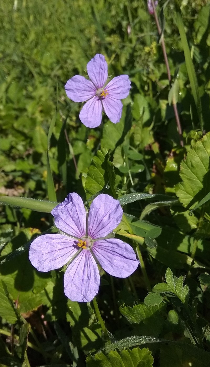 Iranian Stork's Bill photo 7