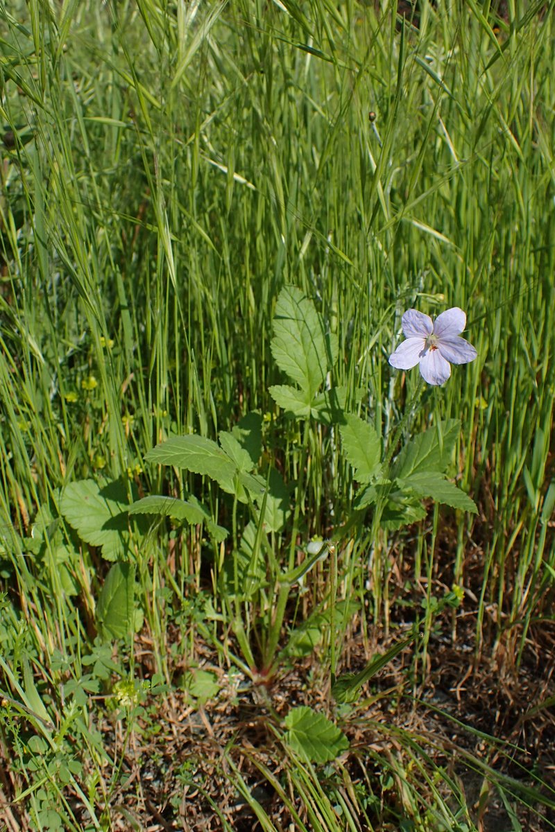 Iranian Stork's Bill photo 8