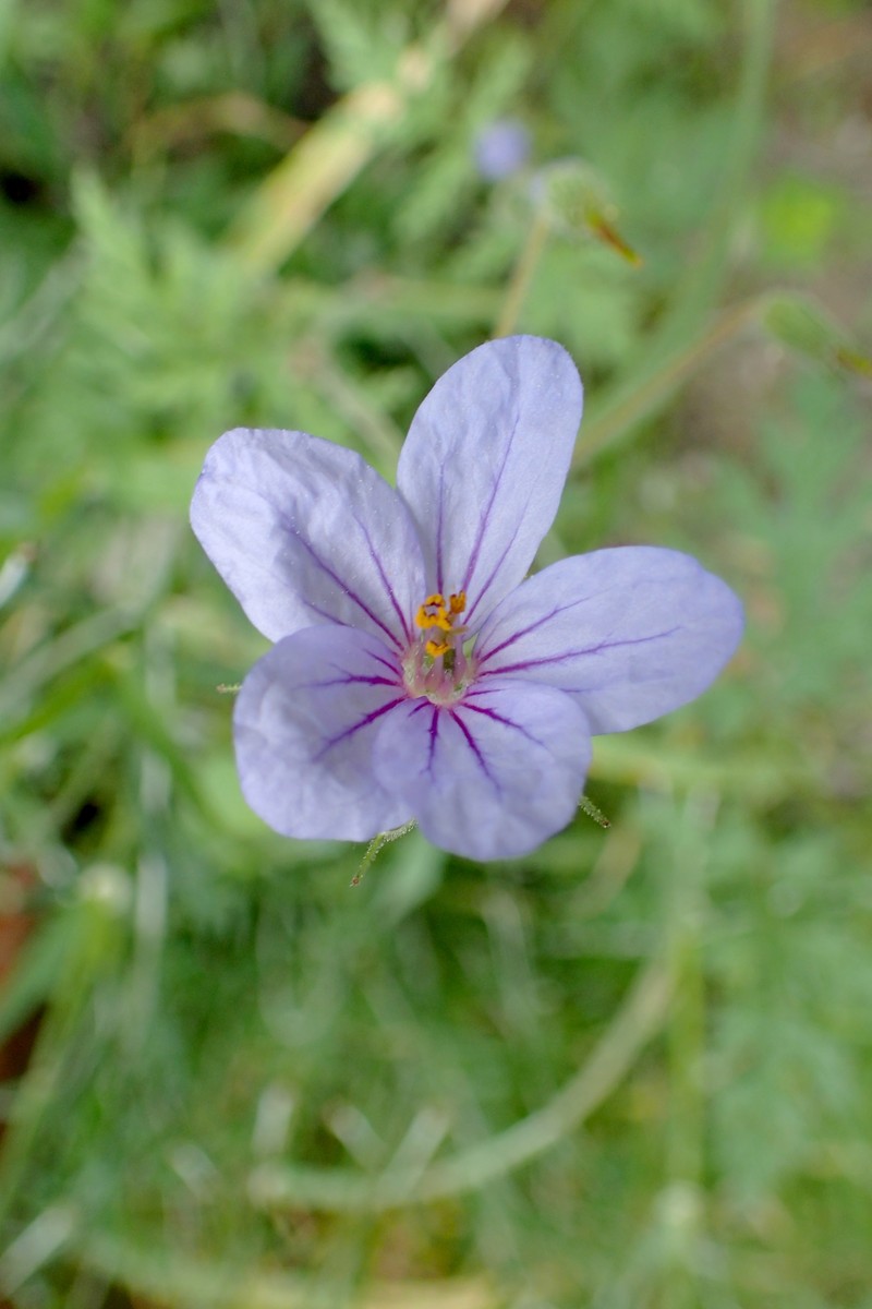 Cutleaf Stork's Bill photo 4