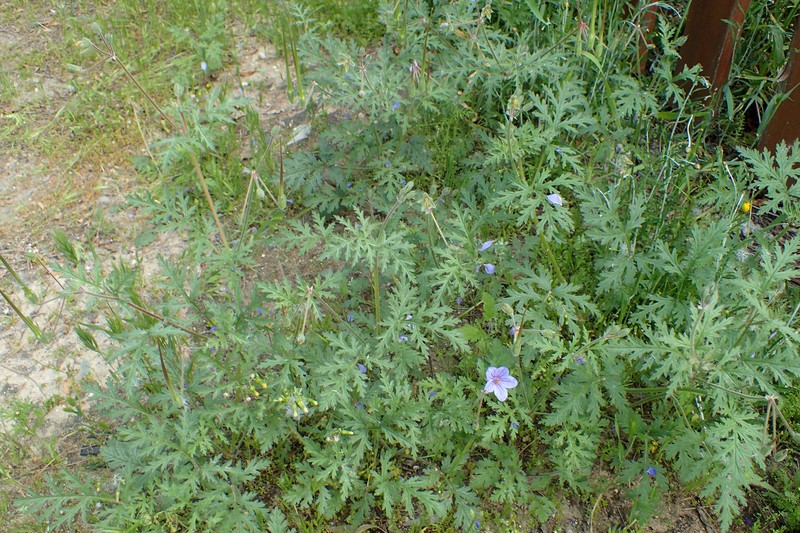 Cutleaf Stork's Bill photo 5