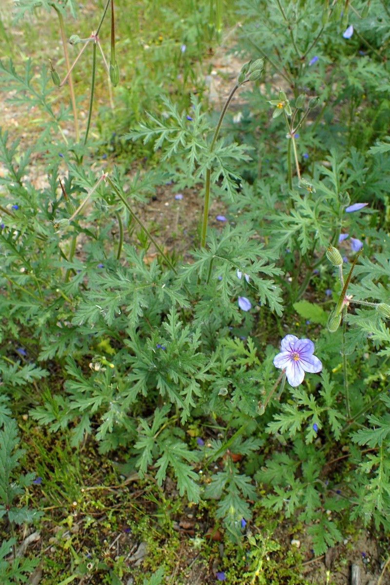 Cutleaf Stork's Bill photo 3