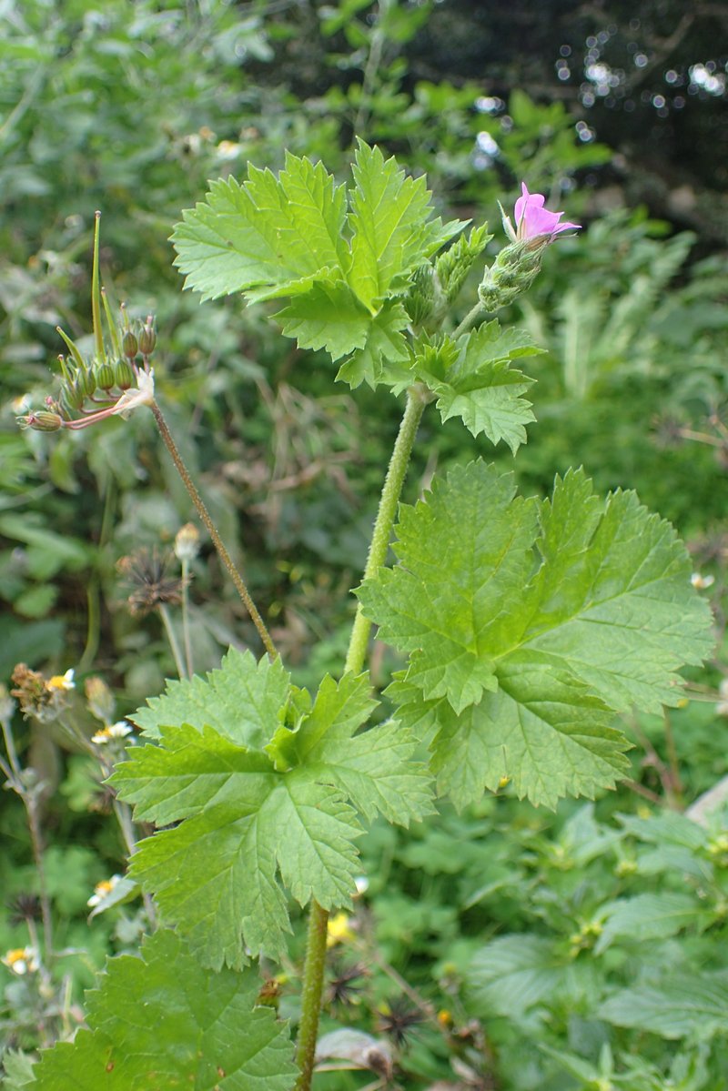Cutleaf Stork's Bill photo 7
