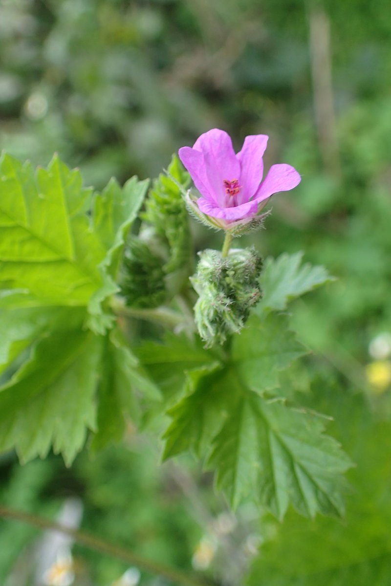 Cutleaf Stork's Bill photo 8