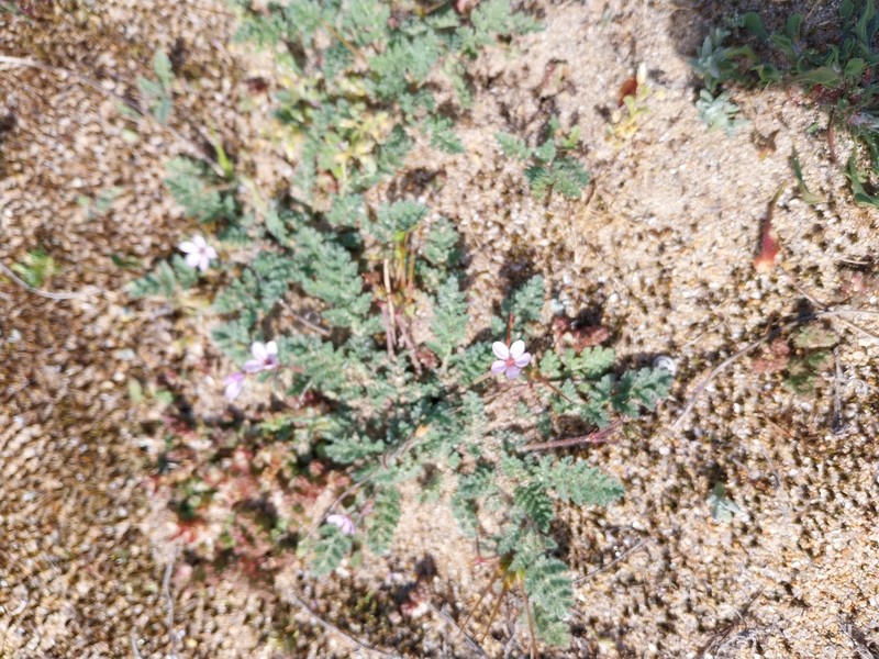 Erodium lebelii subsp. lebelii