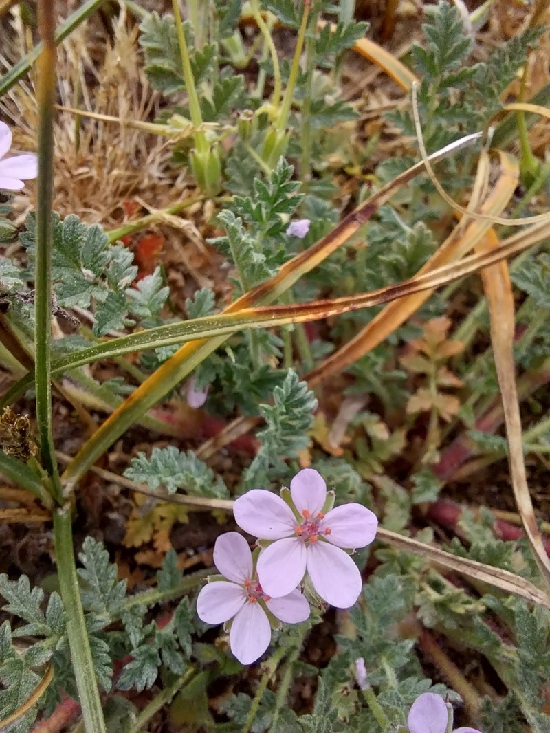 Erodium lebelii subsp. lebelii photo 2