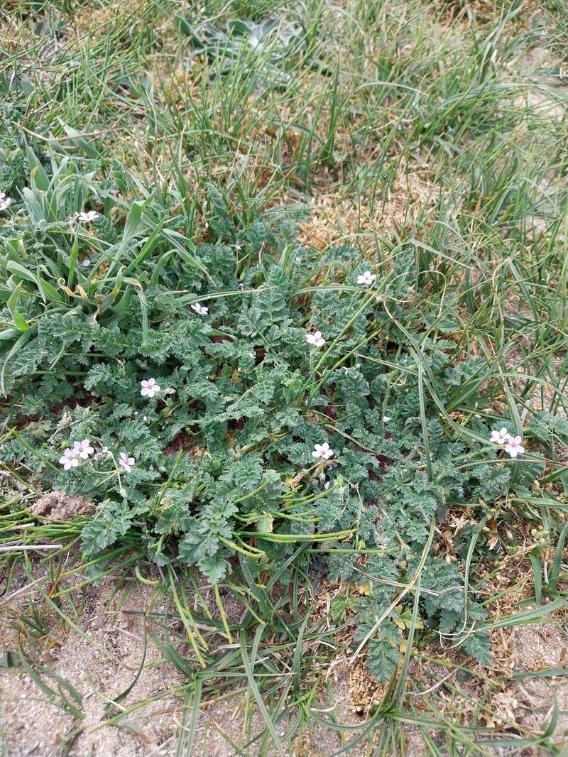Erodium lebelii subsp. lebelii photo 3