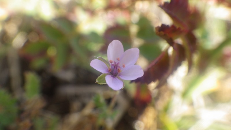 Erodium lebelii subsp. lebelii photo 4