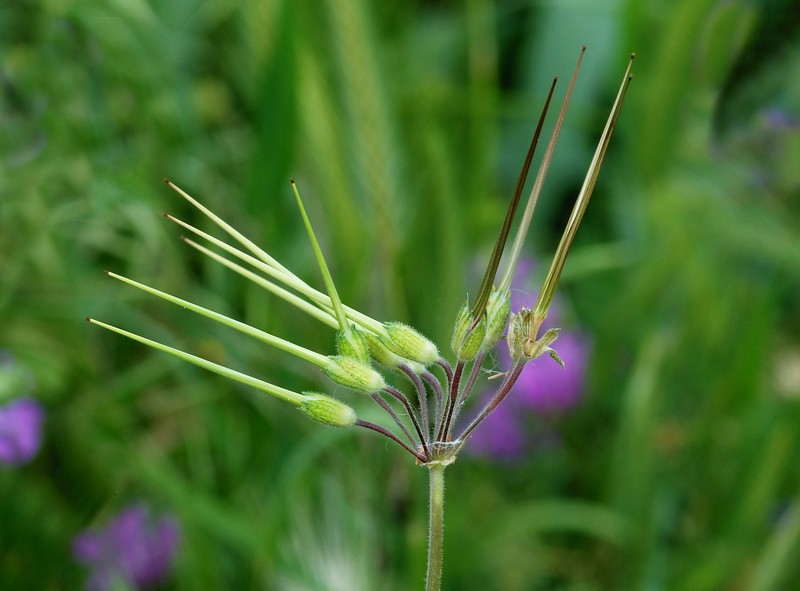 Mediterranean Stork's Bill photo 5