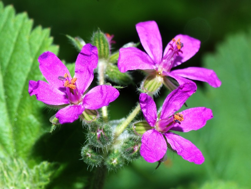 Mediterranean Stork's Bill