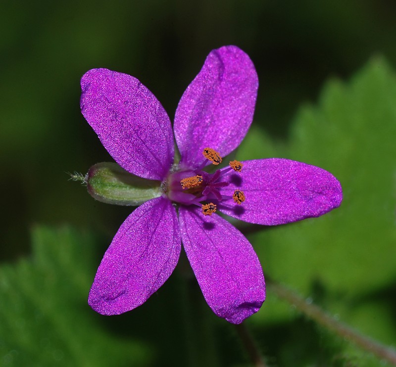 Mediterranean Stork's Bill photo 6