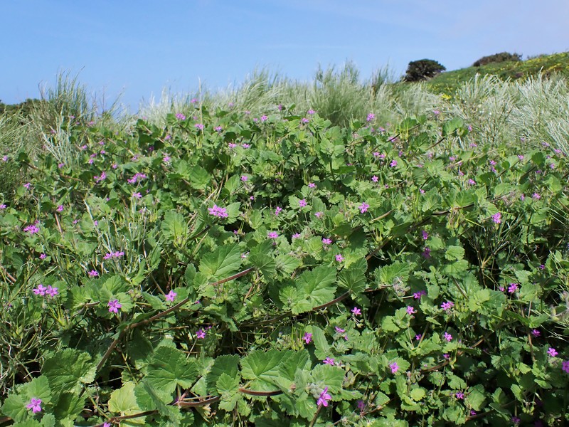 Mediterranean Stork's Bill photo 2