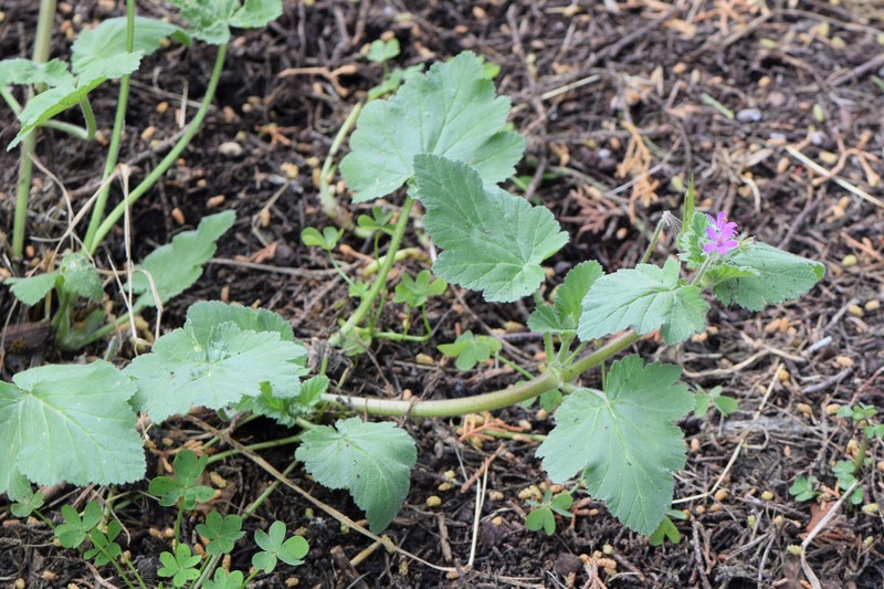 Mediterranean Stork's Bill photo 3