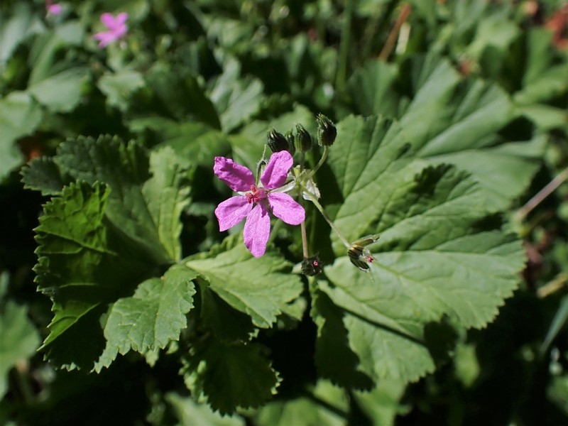 Mediterranean Stork's Bill photo 4