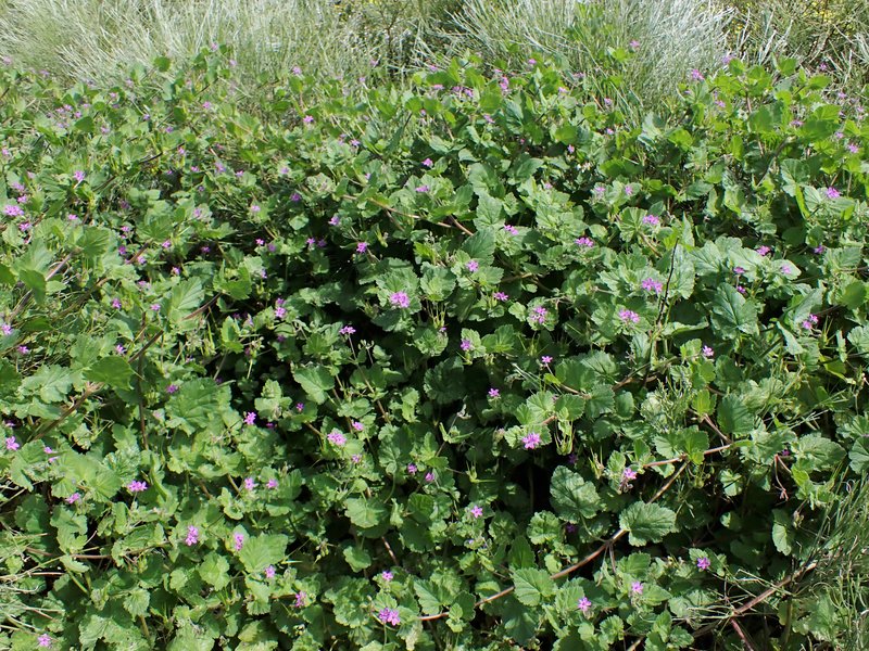 Mediterranean Stork's Bill photo 7