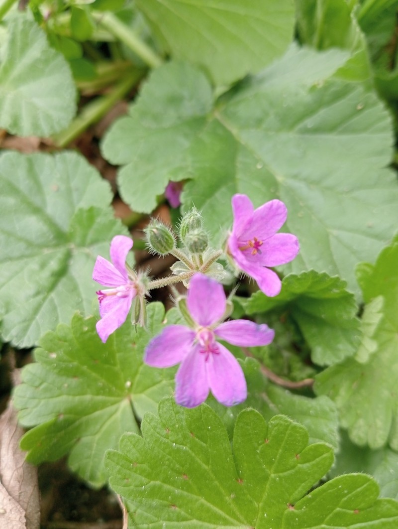 Erodium malacoides subsp. malacoides photo 2