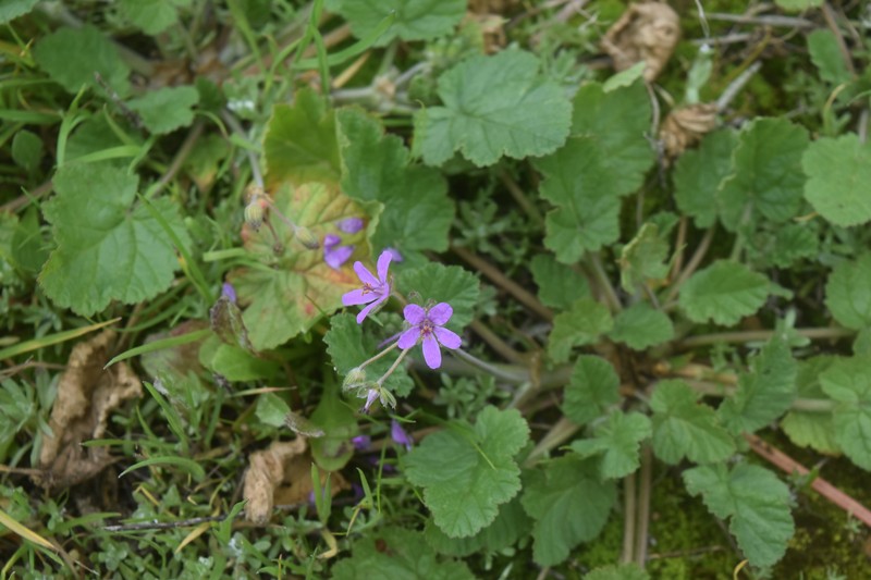 Erodium malacoides subsp. malacoides photo 3
