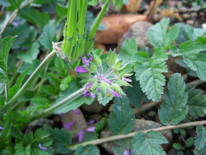 Musky Stork's Bill photo 2