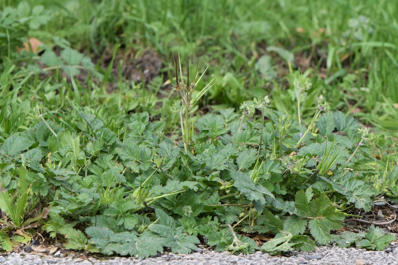 Musky Stork's Bill photo 4