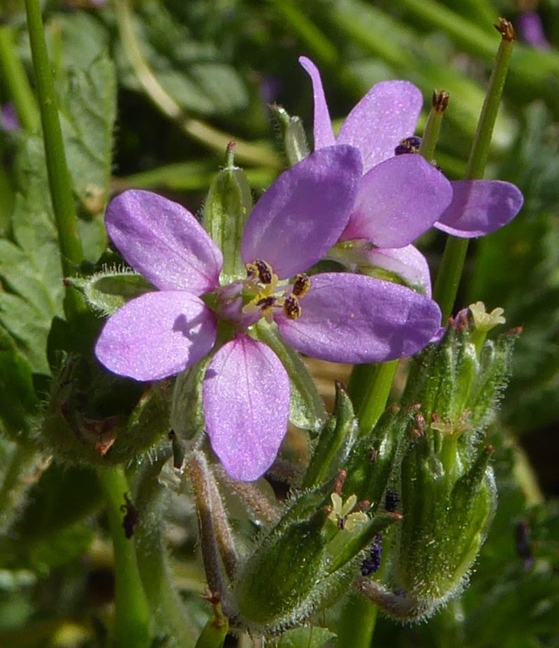 Musky Stork's Bill