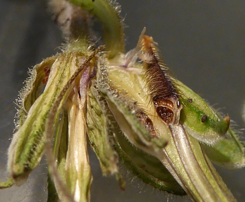 Musky Stork's Bill photo 5
