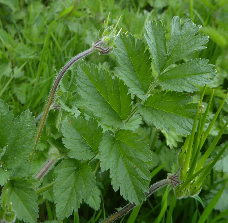 Musky Stork's Bill photo 6