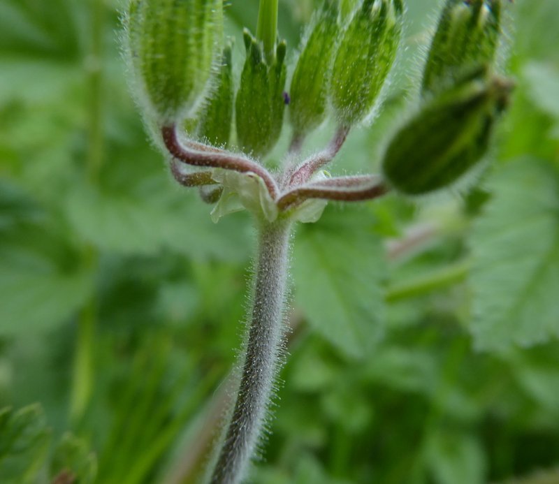 Musky Stork's Bill photo 8