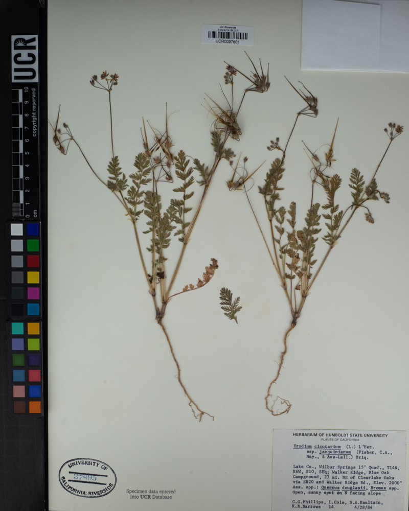 Erodium salzmannii subsp. salzmannii