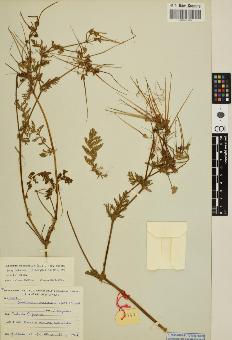 Erodium salzmannii subsp. salzmannii photo 2