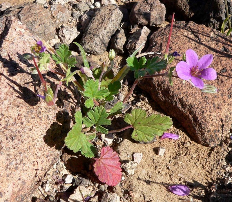 Texas Stork's Bill