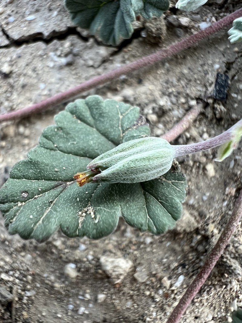 Texas Stork's Bill photo 2