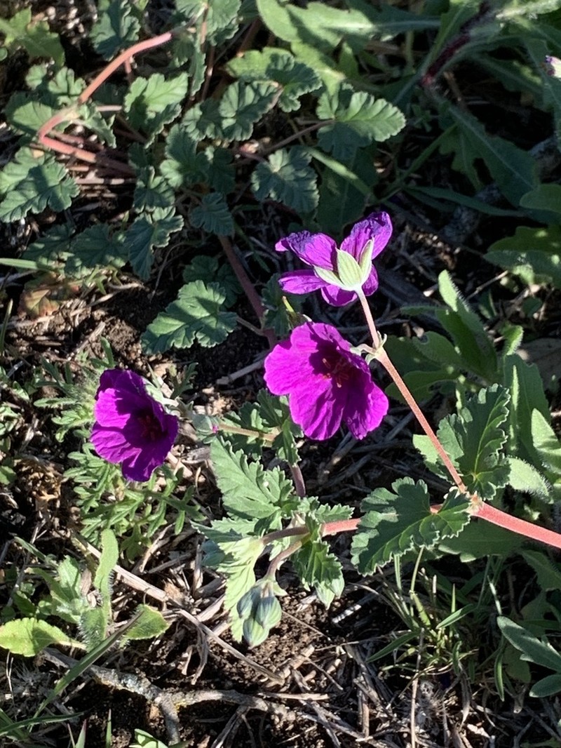 Texas Stork's Bill photo 3