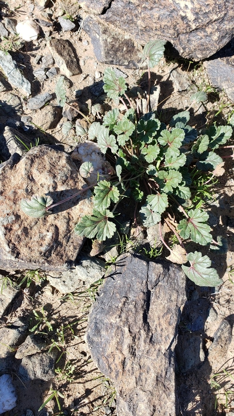 Texas Stork's Bill photo 4