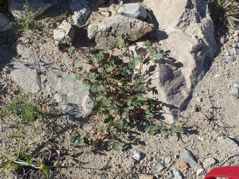 Texas Stork's Bill photo 5
