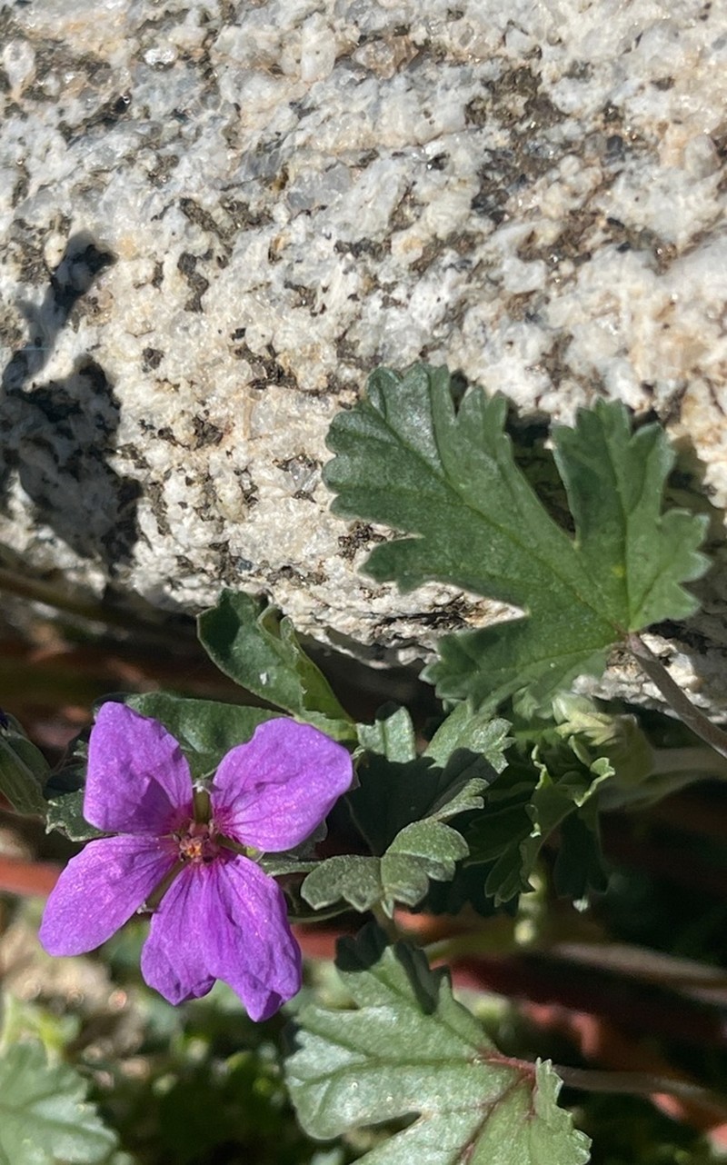 Texas Stork's Bill photo 6