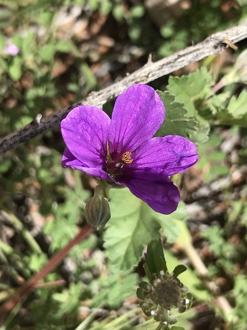 Texas Stork's Bill photo 7
