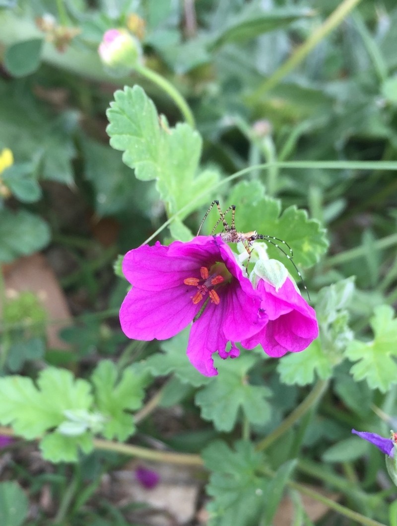Texas Stork's Bill photo 8