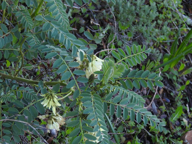 Erophaca baetica subsp. baetica photo 2