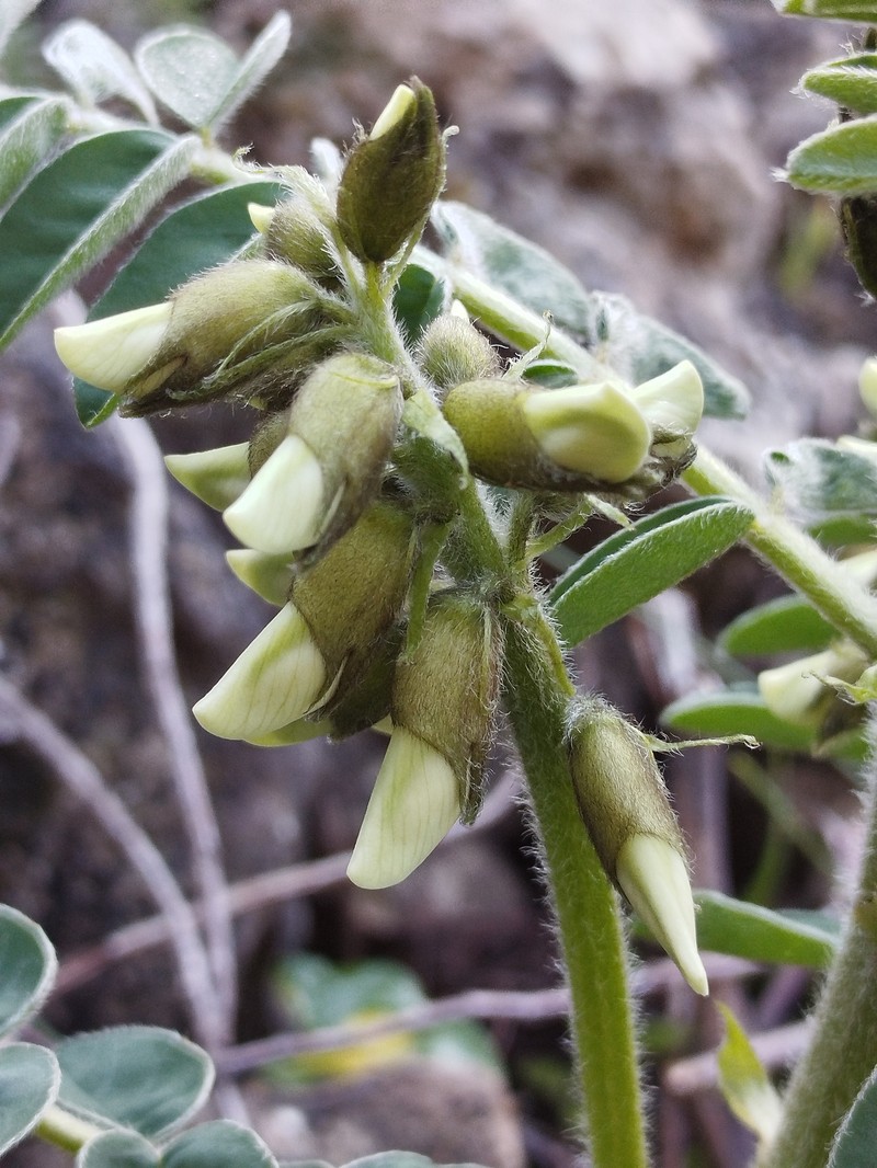 Erophaca baetica subsp. baetica photo 3