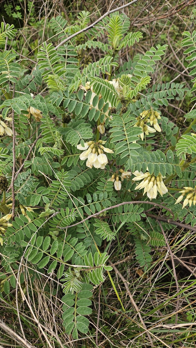 Erophaca baetica subsp. baetica photo 4