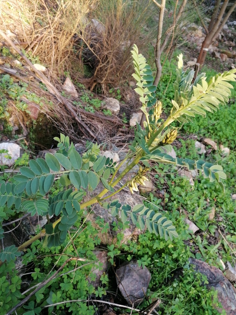 Erophaca baetica subsp. baetica photo 5
