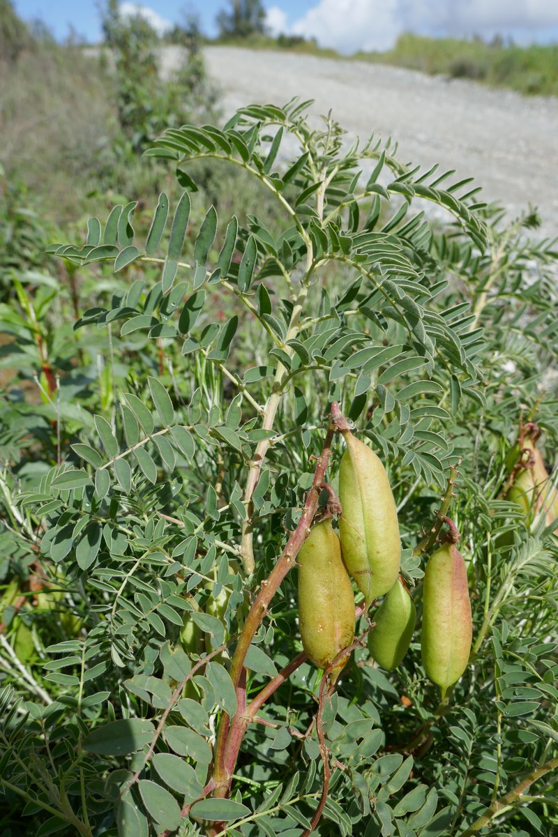 Erophaca baetica subsp. baetica photo 6