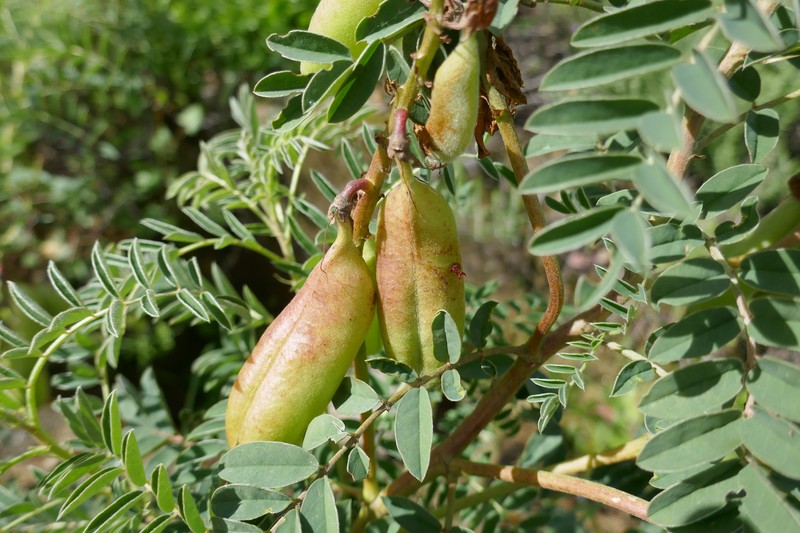 Erophaca baetica subsp. baetica photo 7